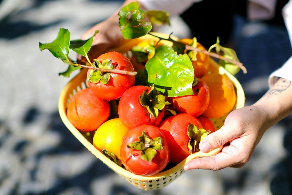 Tomaten Wochenmarkt in Cuxhaven